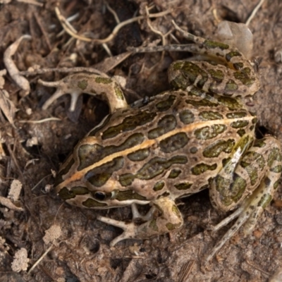 Limnodynastes tasmaniensis (Spotted Grass Frog) at Namadgi National Park - 13 Apr 2019 by rawshorty