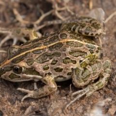 Limnodynastes tasmaniensis at Mount Clear, ACT - 13 Apr 2019 03:28 PM