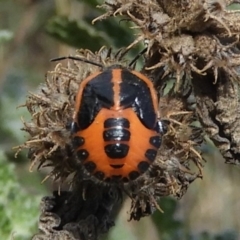 Agonoscelis rutila (Horehound bug) at Namadgi National Park - 13 Apr 2019 by Christine