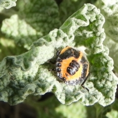 Agonoscelis rutila at Mount Clear, ACT - 13 Apr 2019