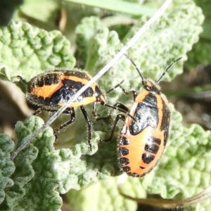 Agonoscelis rutila at Mount Clear, ACT - 13 Apr 2019 12:32 PM