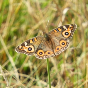 Junonia villida at Kambah, ACT - 13 Apr 2019