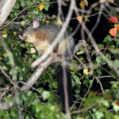 Trichosurus vulpecula (Common Brushtail Possum) at O'Connor, ACT - 13 Apr 2019 by ibaird