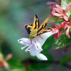 Ocybadistes walkeri (Green Grass-dart) at Page, ACT - 14 Apr 2019 by dimageau