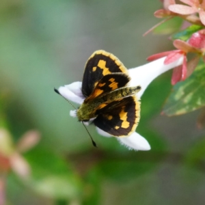 Ocybadistes walkeri at Page, ACT - 14 Apr 2019 01:53 PM