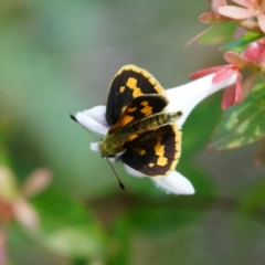 Ocybadistes walkeri at Page, ACT - 14 Apr 2019