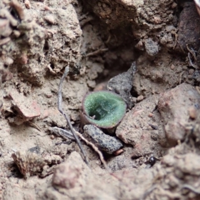 Cyrtostylis reniformis (Common Gnat Orchid) at Aranda, ACT by CathB