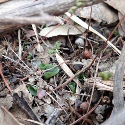 Corysanthes hispida (Bristly Helmet Orchid) at Aranda Bushland - 14 Apr 2019 by CathB