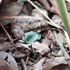 Corysanthes hispida at Aranda, ACT - 14 Apr 2019