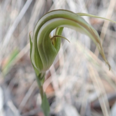 Diplodium ampliatum (Large Autumn Greenhood) at Dunlop, ACT - 13 Apr 2019 by CathB