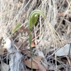 Diplodium ampliatum at Dunlop, ACT - suppressed