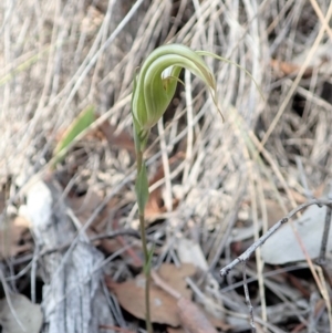 Diplodium ampliatum at Dunlop, ACT - 14 Apr 2019