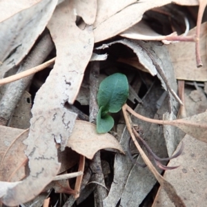 Pterostylis pedunculata at Cook, ACT - 14 Apr 2019