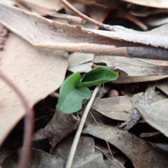 Pterostylis pedunculata at Cook, ACT - 14 Apr 2019