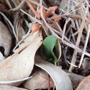 Pterostylis pedunculata at Cook, ACT - 14 Apr 2019