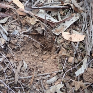 Corunastylis cornuta at Aranda, ACT - 14 Apr 2019