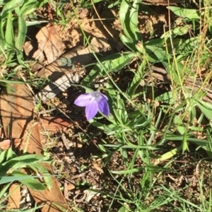 Wahlenbergia capillaris at Hughes, ACT - 10 Apr 2019