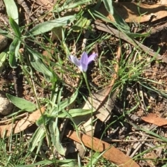 Wahlenbergia capillaris at Hughes, ACT - 10 Apr 2019