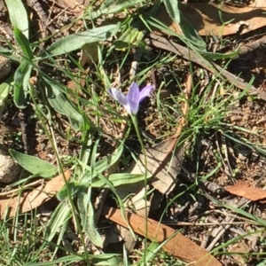 Wahlenbergia capillaris at Hughes, ACT - 10 Apr 2019 03:00 PM