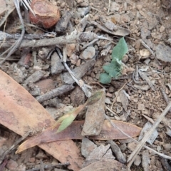 Speculantha rubescens (Blushing Tiny Greenhood) at Aranda, ACT - 14 Apr 2019 by CathB