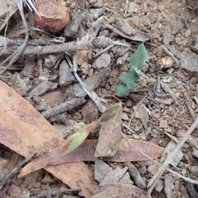 Speculantha rubescens (Blushing Tiny Greenhood) at Aranda, ACT - 14 Apr 2019 by CathB