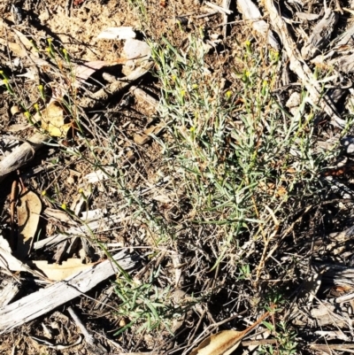 Senecio sp. (A Fireweed) at Hughes Grassy Woodland - 10 Apr 2019 by ruthkerruish