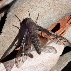 Aleucosia sp. (genus) (Bee Fly) at Mount Painter - 9 Apr 2019 by CathB