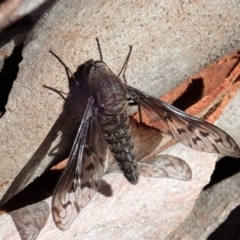 Aleucosia sp. (genus) (Bee Fly) at Cook, ACT - 9 Apr 2019 by CathB