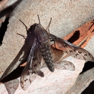 Aleucosia sp. (genus) at Cook, ACT - 9 Apr 2019 10:15 AM