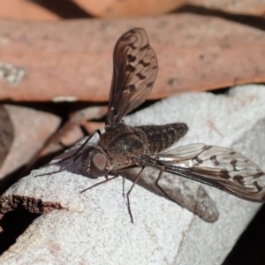 Aleucosia sp. (genus) at Cook, ACT - 9 Apr 2019 10:15 AM