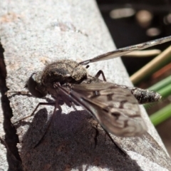 Aleucosia sp. (genus) at Cook, ACT - 9 Apr 2019 10:15 AM