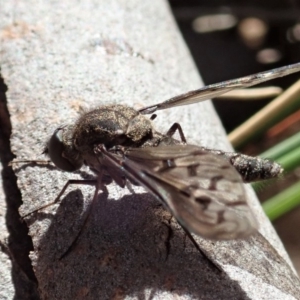 Aleucosia sp. (genus) at Cook, ACT - 9 Apr 2019 10:15 AM