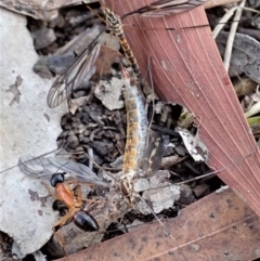 Ptilogyna sp. (genus) (A crane fly) at Cook, ACT - 6 Apr 2019 by CathB