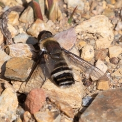 Villa sp. (genus) (Unidentified Villa bee fly) at Namadgi National Park - 13 Apr 2019 by rawshorty