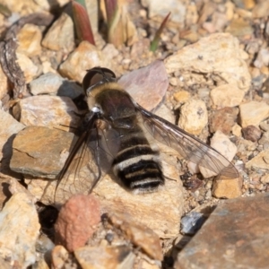 Villa sp. (genus) at Mount Clear, ACT - 13 Apr 2019