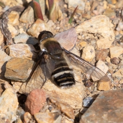 Villa sp. (genus) (Unidentified Villa bee fly) at Namadgi National Park - 13 Apr 2019 by rawshorty