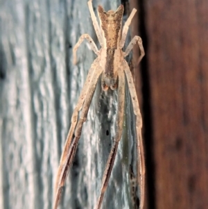 Sidymella trapezia at Cook, ACT - 13 Apr 2019