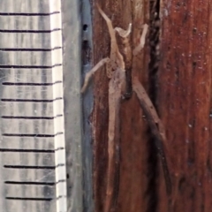 Sidymella trapezia at Cook, ACT - 13 Apr 2019