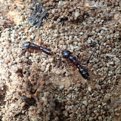 Amblyopone australis (Slow Ant) at Cook, ACT - 13 Apr 2019 by CathB