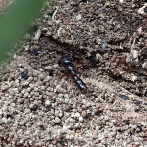 Amblyopone australis at Cook, ACT - 13 Apr 2019