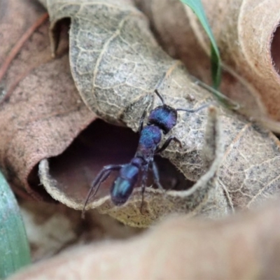 Rhytidoponera metallica (Greenhead ant) at Cook, ACT - 13 Apr 2019 by CathB