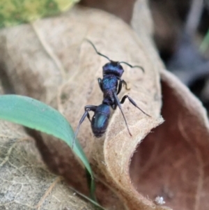 Rhytidoponera metallica at Cook, ACT - 13 Apr 2019 02:05 PM