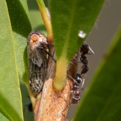 Malipo bianchii (Leafhopper) at Symonston, ACT - 14 Apr 2019 by rawshorty