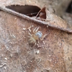 Maratus scutulatus at Cook, ACT - 13 Apr 2019