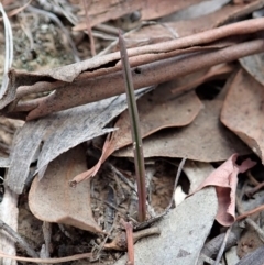 Thelymitra pauciflora (Slender Sun Orchid) at Mount Painter - 6 Apr 2019 by CathB