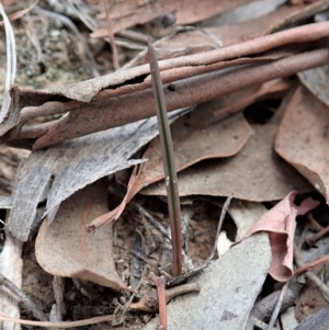 Thelymitra pauciflora at Cook, ACT - suppressed