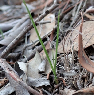 Diuris sulphurea (Tiger Orchid) at Mount Painter - 6 Apr 2019 by CathB