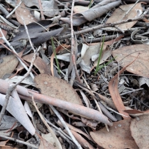 Diuris sulphurea at Cook, ACT - 6 Apr 2019