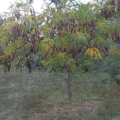 Gleditsia triacanthos (Honey Locust, Thorny Locust) at Jerrabomberra, ACT - 14 Apr 2019 by Mike