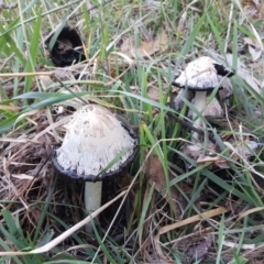 Coprinus comatus (Shaggy Ink Cap) at Isaacs Ridge - 14 Apr 2019 by Mike